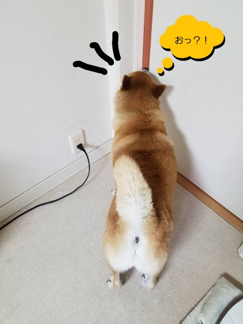 f:id:chikuwanwan1106:20200510095121j:image