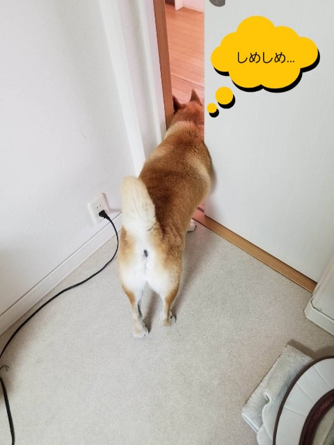 f:id:chikuwanwan1106:20200510095135j:image