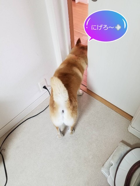 f:id:chikuwanwan1106:20200510095455j:image