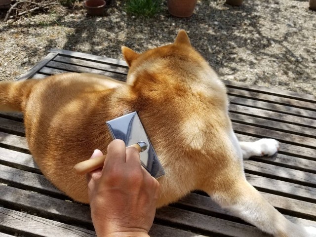 f:id:chikuwanwan1106:20200510095727j:image