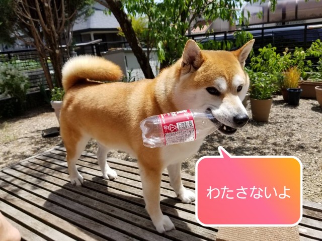 f:id:chikuwanwan1106:20200510100658j:image