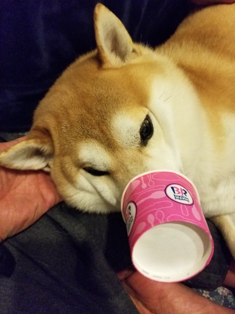 f:id:chikuwanwan1106:20200513200851j:image