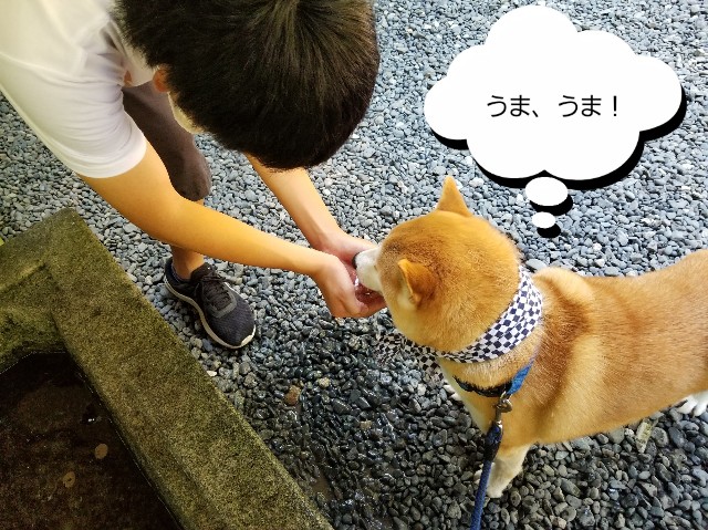 f:id:chikuwanwan1106:20200823134206j:image