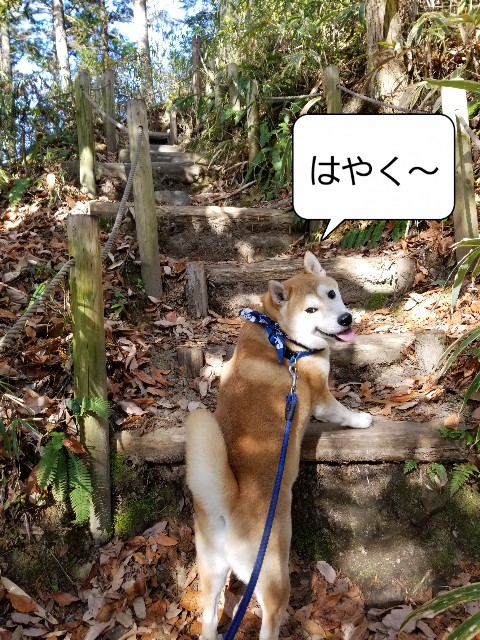 f:id:chikuwanwan1106:20201221000454j:image