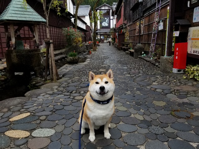 f:id:chikuwanwan1106:20201221234428j:image