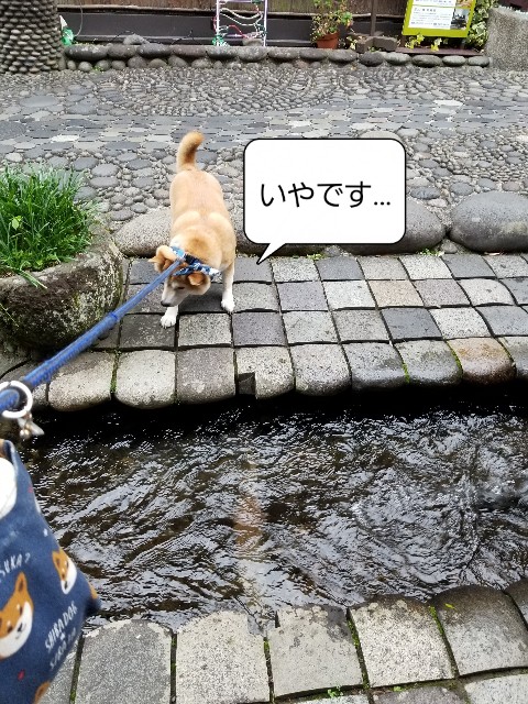 f:id:chikuwanwan1106:20201221234931j:image
