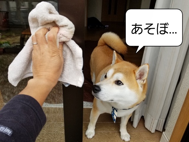 f:id:chikuwanwan1106:20201231114052j:image f:id:chikuwanwan1106:20201231114052j:image