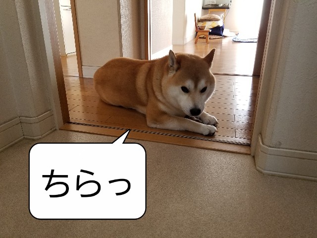f:id:chikuwanwan1106:20210421215137j:image