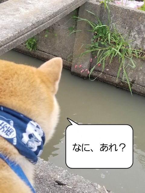 f:id:chikuwanwan1106:20210620105026j:image
