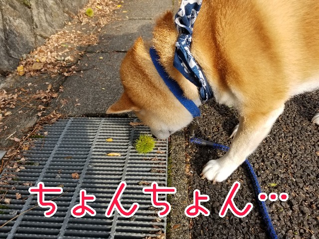 f:id:chikuwanwan1106:20210818001714j:image