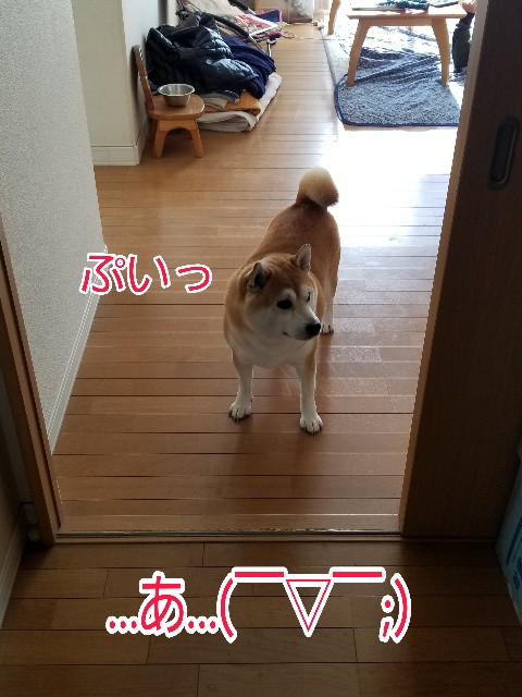 f:id:chikuwanwan1106:20211208222451j:image f:id:chikuwanwan1106:20211208222451j:image