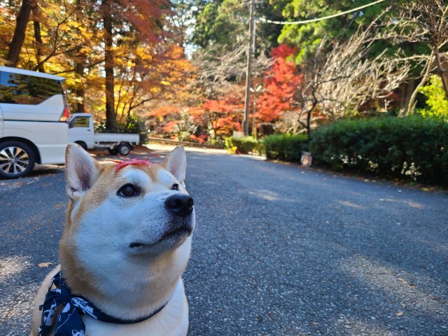 f:id:chikuwanwan1106:20220104083358j:image