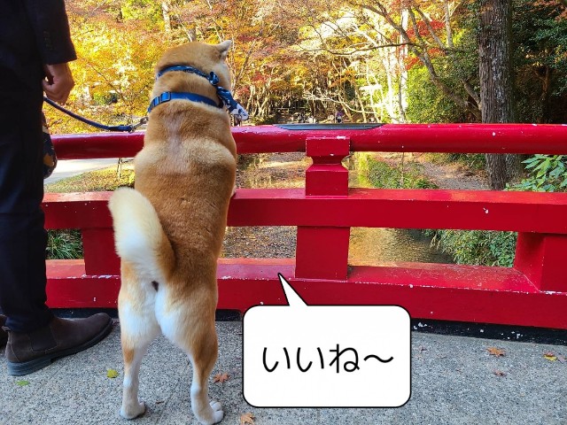 f:id:chikuwanwan1106:20220105205427j:image