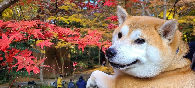 f:id:chikuwanwan1106:20220105205438j:image