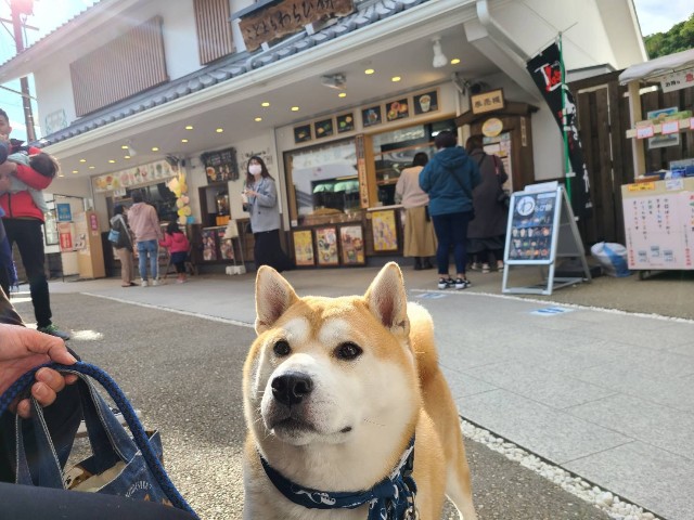 f:id:chikuwanwan1106:20220105210343j:image