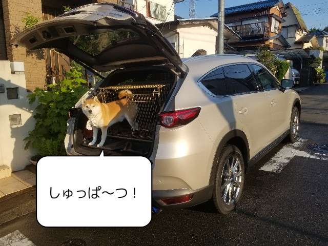 f:id:chikuwanwan1106:20220517023438j:image f:id:chikuwanwan1106:20220517023438j:image