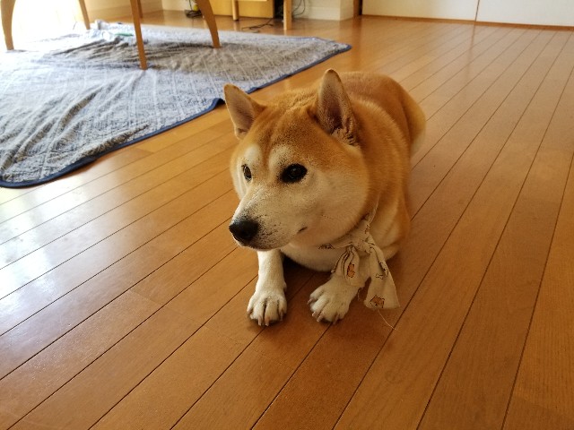 f:id:chikuwanwan1106:20220807062930j:image