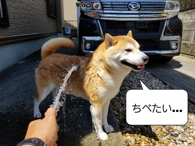 f:id:chikuwanwan1106:20220807123652j:image