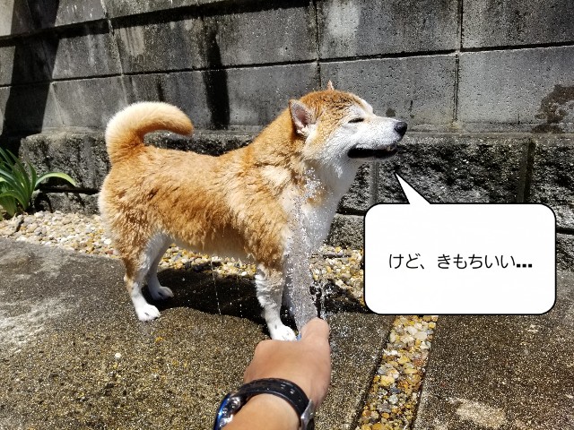 f:id:chikuwanwan1106:20220807123843j:image