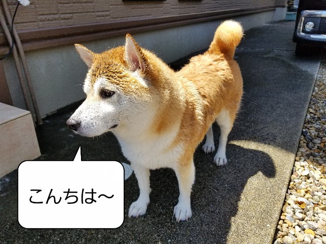 f:id:chikuwanwan1106:20220807124322j:image