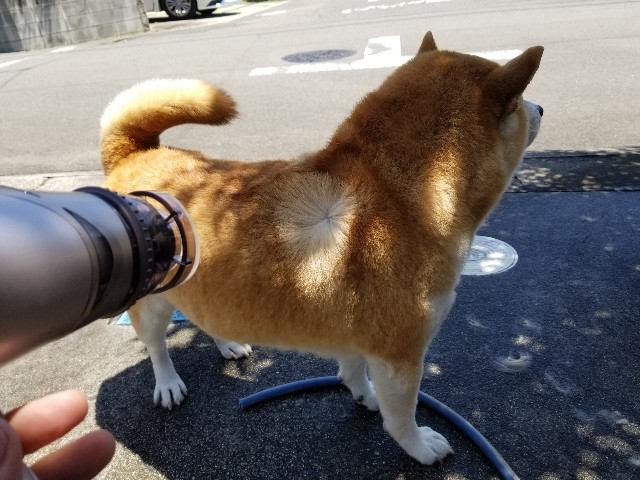 f:id:chikuwanwan1106:20220807124625j:image