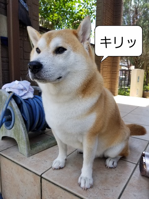 f:id:chikuwanwan1106:20220807124705j:image