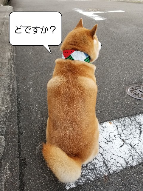 f:id:chikuwanwan1106:20220807125143j:image