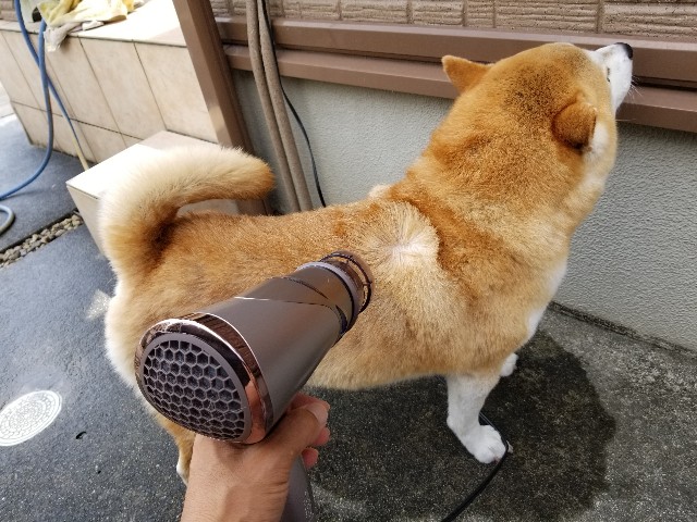 f:id:chikuwanwan1106:20220902200249j:image f:id:chikuwanwan1106:20220902200249j:image