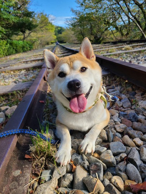 f:id:chikuwanwan1106:20221021075121j:image f:id:chikuwanwan1106:20221021075121j:image