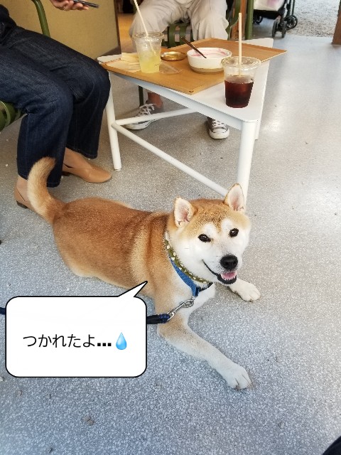 f:id:chikuwanwan1106:20221021150852j:image f:id:chikuwanwan1106:20221021150852j:image