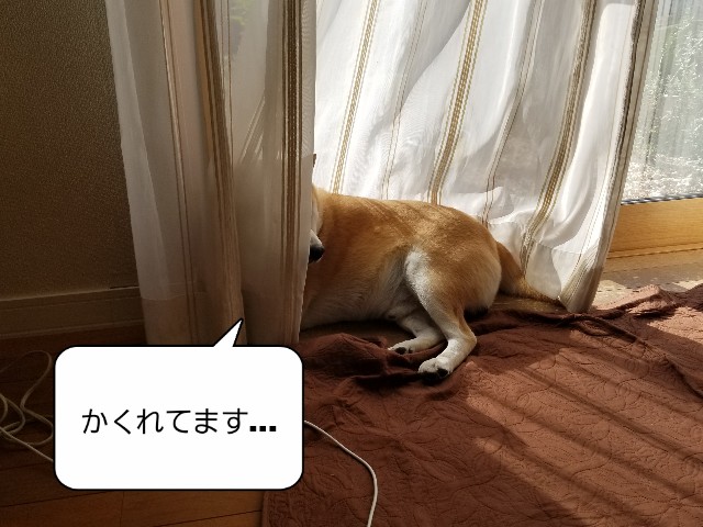 f:id:chikuwanwan1106:20221117074425j:image