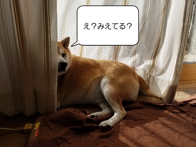 f:id:chikuwanwan1106:20221117074623j:image