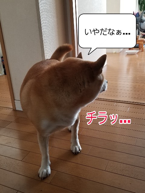 f:id:chikuwanwan1106:20221117075149j:image