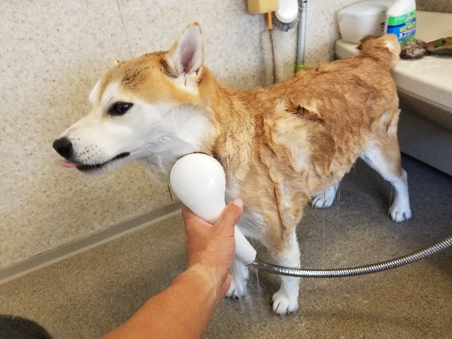 f:id:chikuwanwan1106:20221117100828j:image