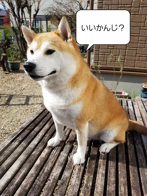 f:id:chikuwanwan1106:20221117150827j:image