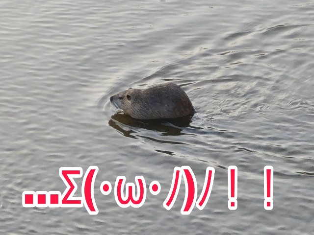 f:id:chikuwanwan1106:20230116150531j:image