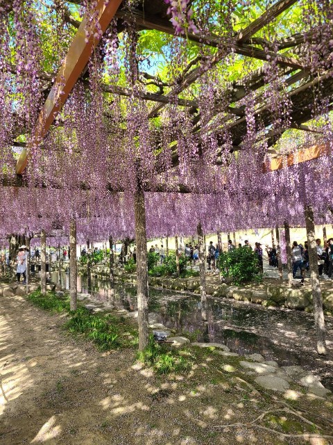 f:id:chikuwanwan1106:20230510014755j:image