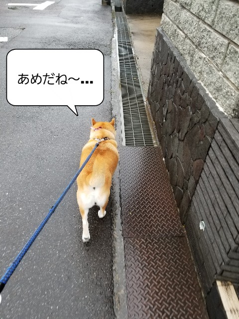 f:id:chikuwanwan1106:20230511150504j:image