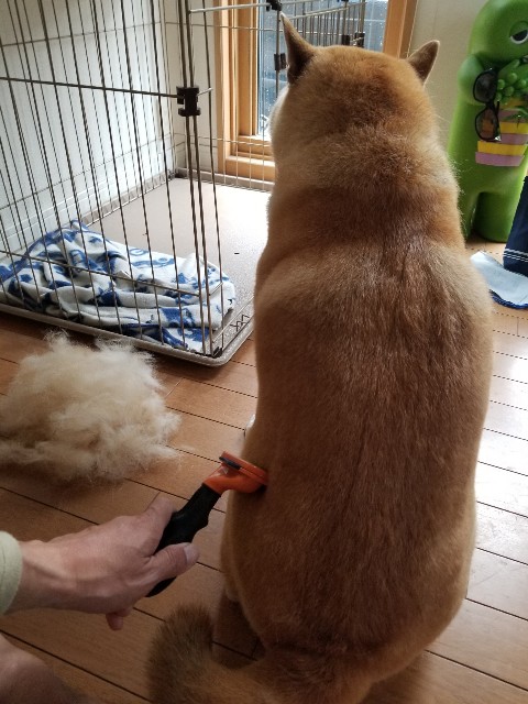 f:id:chikuwanwan1106:20230511150738j:image