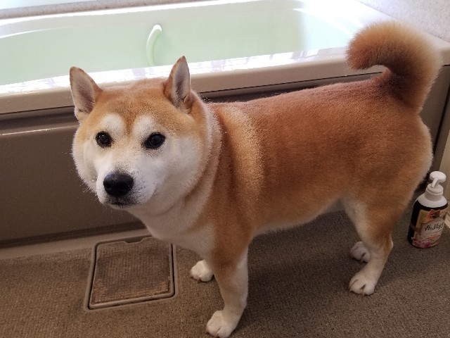 f:id:chikuwanwan1106:20230512122739j:image