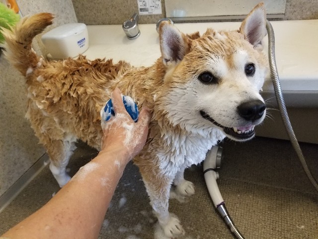 f:id:chikuwanwan1106:20230512150507j:image