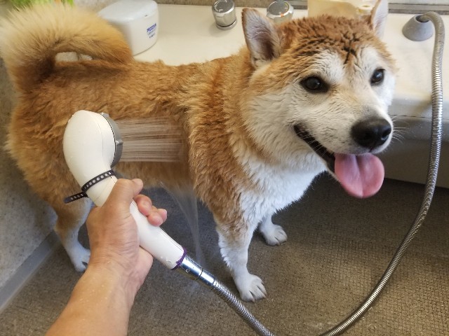 f:id:chikuwanwan1106:20230512150522j:image