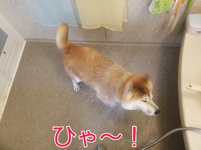 f:id:chikuwanwan1106:20230512150533j:image