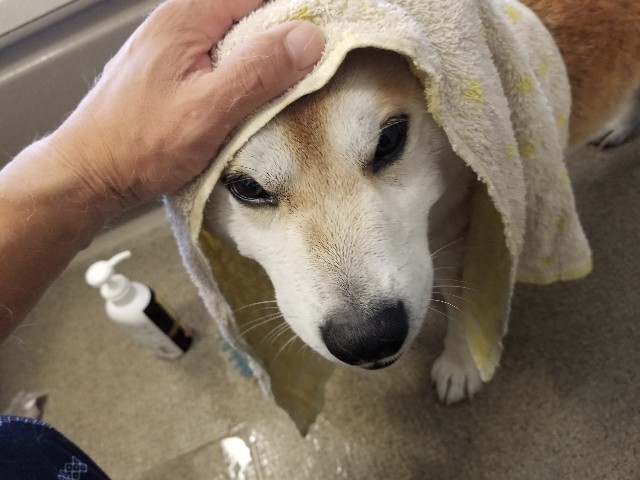 f:id:chikuwanwan1106:20230512150626j:image