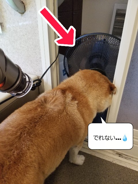 f:id:chikuwanwan1106:20230512171528j:image