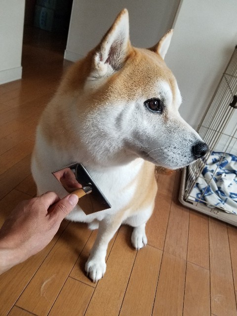 f:id:chikuwanwan1106:20230514082703j:image