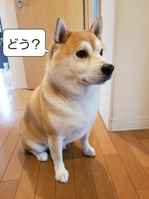 f:id:chikuwanwan1106:20230514083410j:image