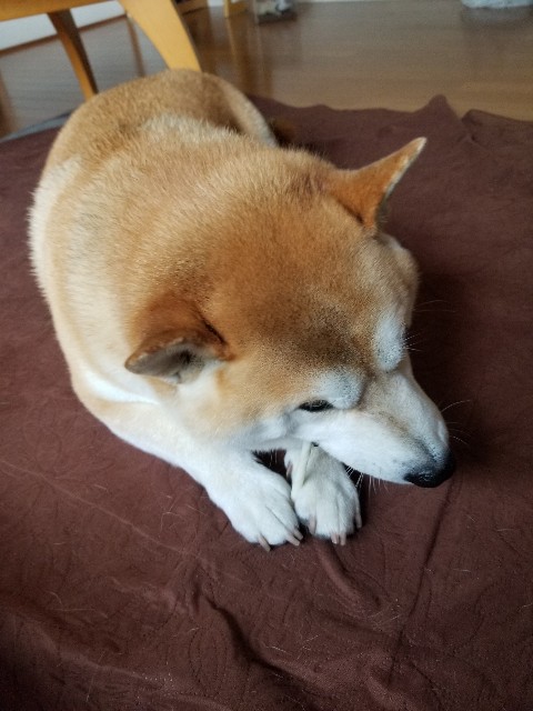 f:id:chikuwanwan1106:20230514083604j:image