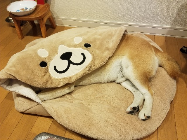 f:id:chikuwanwan1106:20230514083825j:image