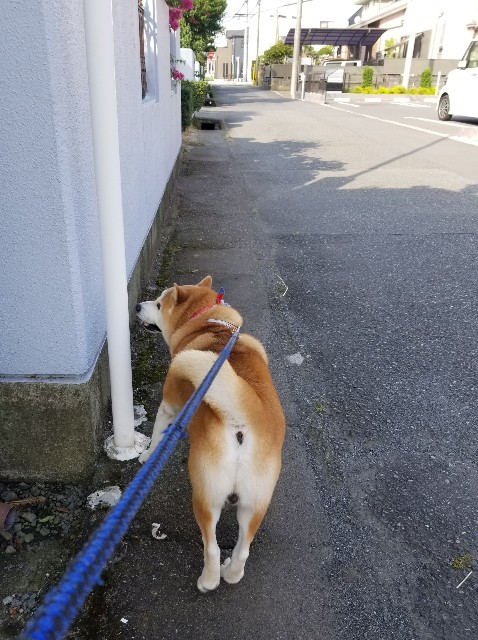 f:id:chikuwanwan1106:20230731075437j:image